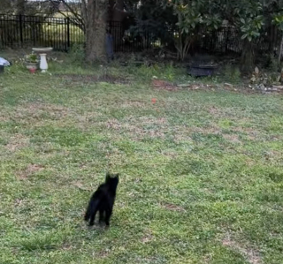 Illustration de l'article : Lorsque son Labrador refuse de jouer &agrave; la balle, son chat prend le relais avec enthousiasme (vid&eacute;o)