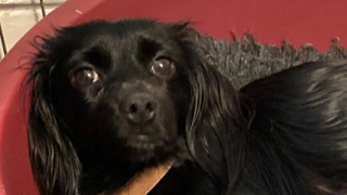 Illustration de l'article : Une chienne disparue le lendemain de son adoption est retrouv&eacute;e 7 semaines plus tard avec ses chiots n&eacute;s pendant sa fugue