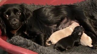 Illustration de l'article : Une chienne disparue le lendemain de son adoption est retrouv&eacute;e 7 semaines plus tard avec ses chiots n&eacute;s pendant sa fugue