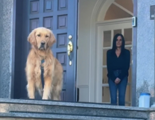 Illustration de l'article : Ce Golden Retriever refuse de quitter la maison et sa famille apprend quelques heures plus tard le d&eacute;c&egrave;s de la grand-m&egrave;re (vid&eacute;o)
