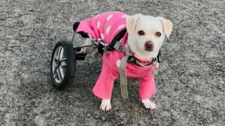 Illustration de l'article : Priv&eacute;e de sa ma&icirc;tresse malade, cette chienne paralys&eacute;e dont le chariot a &eacute;t&eacute; vol&eacute; en recevra bient&ocirc;t un neuf gr&acirc;ce &agrave; une cagnotte solidaire