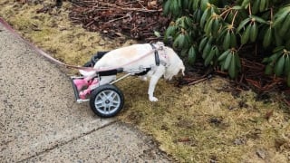 Illustration de l'article : Priv&eacute;e de sa ma&icirc;tresse malade, cette chienne paralys&eacute;e dont le chariot a &eacute;t&eacute; vol&eacute; en recevra bient&ocirc;t un neuf gr&acirc;ce &agrave; une cagnotte solidaire