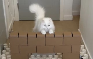 Illustration de l'article : La propriétaire de ce chat passe des heures à construire un labyrinthe, son chat en sort en quelques secondes (vidéo)