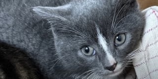 Illustration de l'article : Ce chaton &laquo; asocial &raquo; et secouru avec sa soeur finit par faire confiance &agrave; sa m&egrave;re d'accueil qui l'accompagne jusqu'&agrave; son adoption