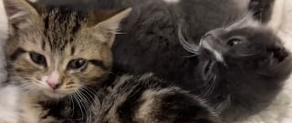 Illustration de l'article : Ce chaton &laquo; asocial &raquo; et secouru avec sa soeur finit par faire confiance &agrave; sa m&egrave;re d'accueil qui l'accompagne jusqu'&agrave; son adoption