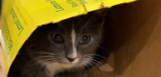 Illustration de l'article : Ce chaton &laquo; asocial &raquo; et secouru avec sa soeur finit par faire confiance &agrave; sa m&egrave;re d'accueil qui l'accompagne jusqu'&agrave; son adoption