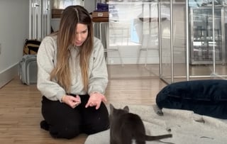 Illustration de l'article : Ce chaton &laquo; asocial &raquo; et secouru avec sa soeur finit par faire confiance &agrave; sa m&egrave;re d'accueil qui l'accompagne jusqu'&agrave; son adoption