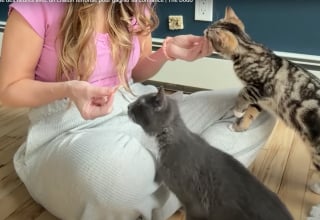 Illustration de l'article : Ce chaton &laquo; asocial &raquo; et secouru avec sa soeur finit par faire confiance &agrave; sa m&egrave;re d'accueil qui l'accompagne jusqu'&agrave; son adoption