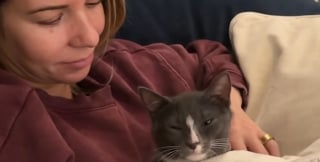 Illustration de l'article : Ce chaton &laquo; asocial &raquo; et secouru avec sa soeur finit par faire confiance &agrave; sa m&egrave;re d'accueil qui l'accompagne jusqu'&agrave; son adoption