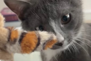 Illustration de l'article : Ce chaton &laquo; asocial &raquo; et secouru avec sa soeur finit par faire confiance &agrave; sa m&egrave;re d'accueil qui l'accompagne jusqu'&agrave; son adoption