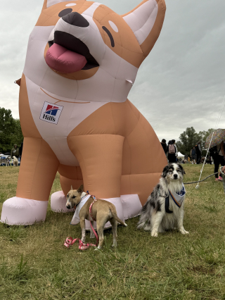 Illustration de l'article : Entretien avec la cr&eacute;atrice de contenus Dogragnar sur Canidays avec Hill&rsquo;s : &laquo; C&rsquo;est vraiment notre chien qui nous emm&egrave;ne en week-end &raquo;