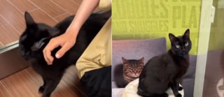 Illustration de l'article : &laquo; Trop affectueux &raquo;, c'est l'excuse d'une famille pour ramener son magnifique chat noir au refuge (vid&eacute;o) 