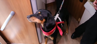 Illustration de l'article : Réveillés par les aboiements de leur chien sauvé de l'euthanasie quelques mois plus tôt, des camping-caristes échappent de justesse à l’incendie (vidéo)