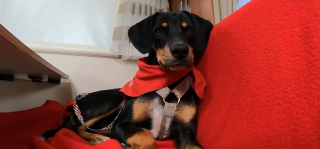 Illustration de l'article : Réveillés par les aboiements de leur chien sauvé de l'euthanasie quelques mois plus tôt, des camping-caristes échappent de justesse à l’incendie (vidéo)