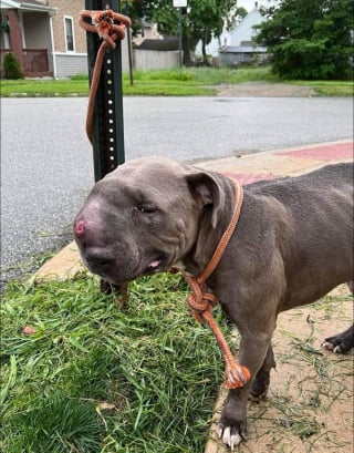Illustration de l'article : Un chien souffrant d'une grave tumeur faciale reçoit une pluie de dons pour vivre ses derniers jours de la meilleure façon