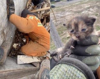 Illustration de l'article : En vidant une benne, des paysagistes d&eacute;couvrent 4 chatons et les transportent dans leurs poches jusqu&rsquo;au refuge (vid&eacute;o)