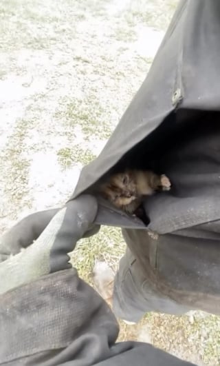 Illustration de l'article : En vidant une benne, des paysagistes d&eacute;couvrent 4 chatons et les transportent dans leurs poches jusqu&rsquo;au refuge (vid&eacute;o)