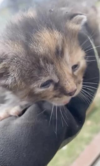 Illustration de l'article : En vidant une benne, des paysagistes d&eacute;couvrent 4 chatons et les transportent dans leurs poches jusqu&rsquo;au refuge (vid&eacute;o)