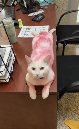 Illustration de l'article : Recouvert accidentellement de teinture rose, ce chat venant d'arriver au refuge trouve une nouvelle famille en seulement une semaine