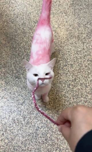 Illustration de l'article : Recouvert accidentellement de teinture rose, ce chat venant d'arriver au refuge trouve une nouvelle famille en seulement une semaine