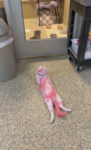 Illustration de l'article : Recouvert accidentellement de teinture rose, ce chat venant d'arriver au refuge trouve une nouvelle famille en seulement une semaine
