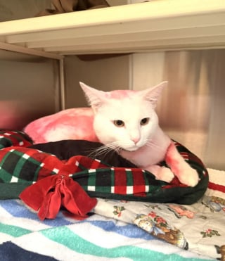 Illustration de l'article : Recouvert accidentellement de teinture rose, ce chat venant d'arriver au refuge trouve une nouvelle famille en seulement une semaine