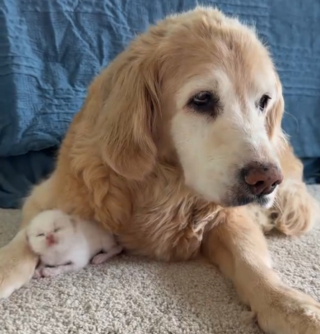 Illustration de l'article : Dans un &eacute;levage familial, une Golden Retriever sert de merveilleuse nounou &agrave; des chatons Ragdolls (vid&eacute;o)