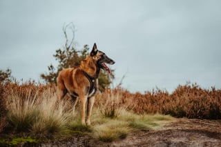 Illustration de l'article : Une famille belge perd son jeune chien en route vers l'Espagne et reçoit une aide des habitants d'Indre-et-Loire pour le retrouver
