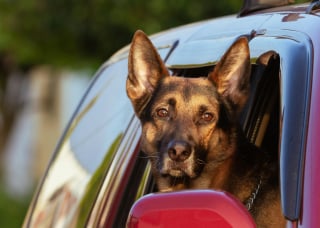 Illustration de l'article : Une famille belge perd son jeune chien en route vers l'Espagne et reçoit une aide des habitants d'Indre-et-Loire pour le retrouver