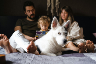 Illustration de l'article : Une &eacute;tude r&eacute;v&egrave;le que les Fran&ccedil;ais photographient plus leurs animaux de compagnie que leurs enfants