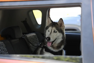 Illustration de l'article : Retrouv&eacute;e 12 ans apr&egrave;s sa disparition, cette Husky s&eacute;niore parcourt 2 250 kilom&egrave;tres pour retrouver son ma&icirc;tre