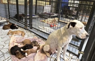 Illustration de l'article : Abandonn&eacute;e dans une d&eacute;charge, cette chienne faisait tout pour garder ses 9 chiots en vie jusqu'&agrave; l'arriv&eacute;e des secours