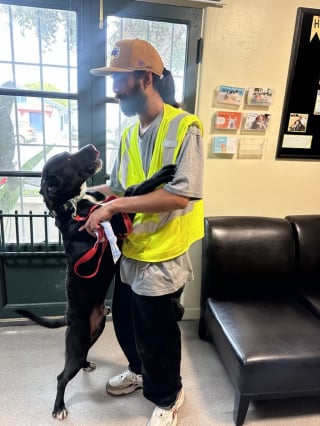 Illustration de l'article : Privé de son foyer détruit par un feu de forêt, ce chien retrouve enfin son maître après avoir passé 15 mois en refuge