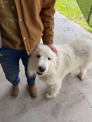 Illustration de l'article : Ce chien ayant pass&eacute; sa vie dehors &eacute;tait effray&eacute; par le sol du refuge alors les b&eacute;n&eacute;voles l'ont install&eacute; dans un chariot