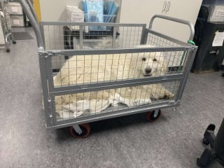 Illustration de l'article : Ce chien ayant pass&eacute; sa vie dehors &eacute;tait effray&eacute; par le sol du refuge alors les b&eacute;n&eacute;voles l'ont install&eacute; dans un chariot