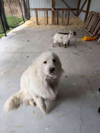 Illustration de l'article : Ce chien ayant pass&eacute; sa vie dehors &eacute;tait effray&eacute; par le sol du refuge alors les b&eacute;n&eacute;voles l'ont install&eacute; dans un chariot