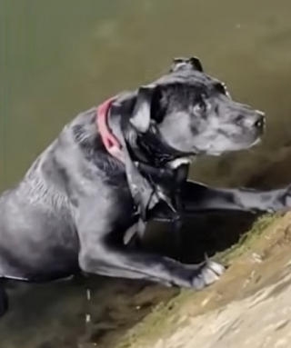 Illustration de l'article : Des passants unissent leurs efforts pour sauver un chien tomb&eacute; dans la Seine &agrave; Paris (vid&eacute;o)