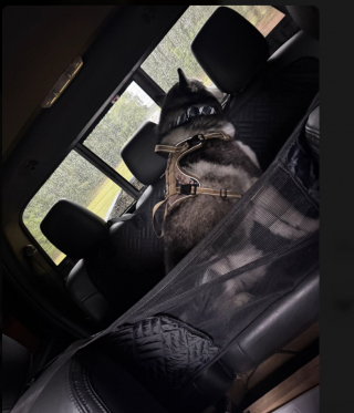 Illustration de l'article : « À mourir de rire ! », la réaction théâtrale d'un Husky qui refuse de monter en voiture et fait tout pour rester chez les parents de sa maîtresse (vidéo)