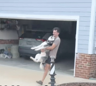 Illustration de l'article : « À mourir de rire ! », la réaction théâtrale d'un Husky qui refuse de monter en voiture et fait tout pour rester chez les parents de sa maîtresse (vidéo)