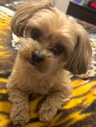 Illustration de l'article : La femme ayant enlevé le chien Rocky devant chez lui alors qu'elle était accompagnée d'un enfant a été interpellée et inculpée