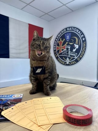 Illustration de l'article : Les gendarmes gardois pr&eacute;sentent Moustache, leur chat charg&eacute; de surveiller croquettes et coussins entre ses longues siestes