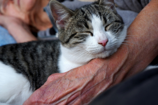 Illustration de l'article : Une &eacute;tude prouve que votre chat pr&eacute;f&egrave;re votre compagnie &agrave; la nourriture
