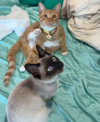 Illustration de l'article : Apr&egrave;s avoir install&eacute; un ciel de lit, elle voit ses 2 chats qu'elle vient d'adopter le transformer en aire de jeux (vid&eacute;o)