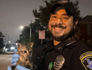 Illustration de l'article : Alert&eacute; par des miaulements r&eacute;p&eacute;t&eacute;s, le personnel d&rsquo;une &eacute;cole vient en aide &agrave; un jeune chaton bloqu&eacute; dans les &eacute;gouts