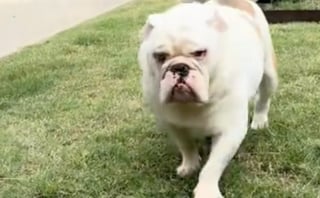 Illustration de l'article : Ce Bouledogue Anglais refuse d&rsquo;aider son ma&icirc;tre, mais se pr&eacute;cipite pour porter les courses lorsque sa ma&icirc;tresse lui demande (vid&eacute;o)