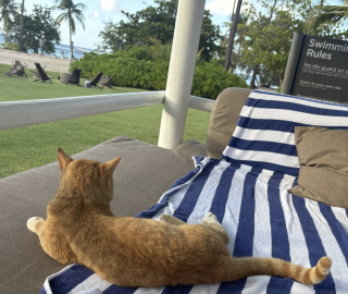 Illustration de l'article : Une vacanci&egrave;re met tout en oeuvre pour sauver un chat rencontr&eacute; dans un complexe h&ocirc;telier et lui offrir une vie meilleure