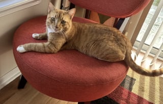 Illustration de l'article : Une vacanci&egrave;re met tout en oeuvre pour sauver un chat rencontr&eacute; dans un complexe h&ocirc;telier et lui offrir une vie meilleure