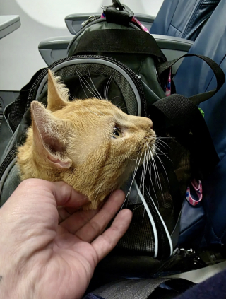 Illustration de l'article : Une vacanci&egrave;re met tout en oeuvre pour sauver un chat rencontr&eacute; dans un complexe h&ocirc;telier et lui offrir une vie meilleure