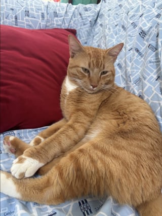 Illustration de l'article : Une vacanci&egrave;re met tout en oeuvre pour sauver un chat rencontr&eacute; dans un complexe h&ocirc;telier et lui offrir une vie meilleure