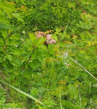 Illustration de l'article : Un chien perdu et affam&eacute; errant dangereusement aux abords des rails est sauv&eacute; apr&egrave;s 8 heures de ralentissement de trains en Moselle
